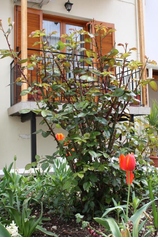 Domus Inn Ioannina Buitenkant foto